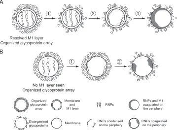 FIG 10 Schematic of sequential changes in inﬂuenza virions induced by low pH. (A) After incubation at pH 4.9, neutral-pH virions with a resolved M1 layer ﬁrstlose the organization of their glycoprotein array (step 1), followed by adherence of RNPs to the p