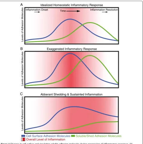 Figure 4 Changes in cell surface and circulating soluble adhesion molecules during progression of inflammatory responses