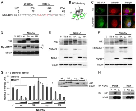FIG 1 Helix(Inset) Immunoblot for NS3 protein expression from this assay. (H) Immunoblot analysis of anti-NS3 or anti-NS4A immunoprecipitated extracts, as well asinput, from cells expressing wt NS3/4A,domains are labeled