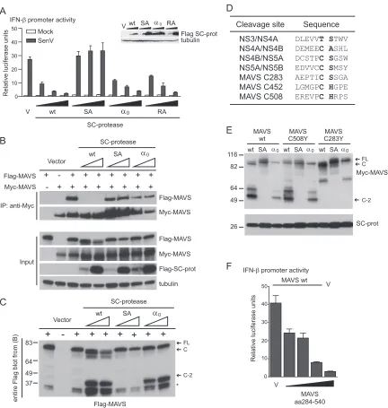 FIG 3 SC-protease cleaves MAVS at an alternate site to block RIG-I pathway signaling. (A) IFN-with increasing amounts of SC-protease expression plasmids and then mock or SenV infected