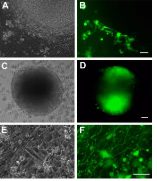 FIG 4 Neurospheres in suspension are the ﬁrst stage of neural differentiation of hESC that support infection by VZV
