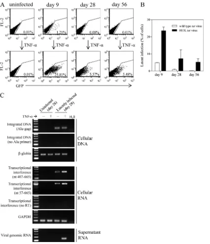 FIG 1 Model of HIV-1 latency establishment and reactivation. Jurkat cells were infected with NL4-3-�E-EGFP or the attenuated tat (H13L) derivative andcultured for up to 8 weeks