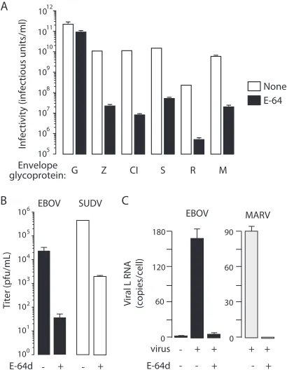 FIG 1 Endosomal cysteine proteases are host factors for ﬁloviruses. (A) Vero