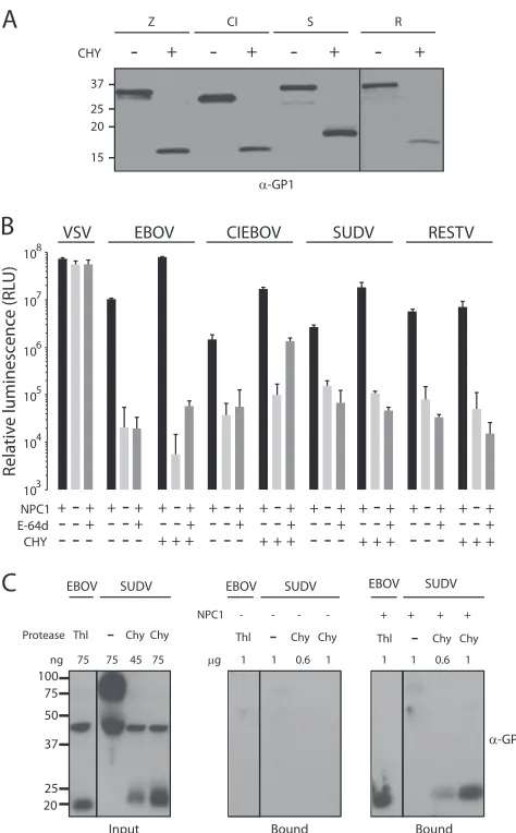 FIG 2 Function of protease-cleaved ebolavirus GPs. (A) VSV particles bearing