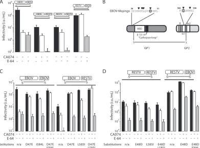 FIG 5 Comparison of cathepsin B requirements for EBOV and RESTV. (A) Virus determinants of cathepsin B dependence