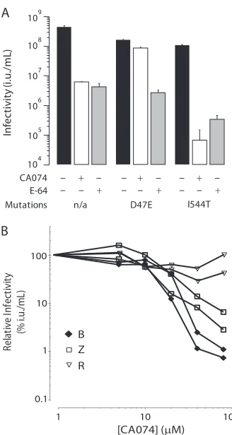 FIG 6 Analysis of cathepsin B dependence of EBOV-1995 and BDBV. (A)�(300�lysed and relative luminescence (RLU) was measured