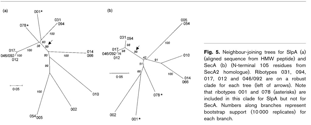 Fig. 5. Neighbour-joining trees for SlpA (a)