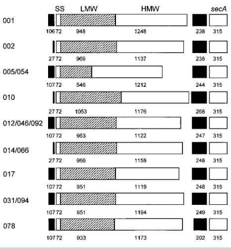 Fig. 1. Layout of DNA fragments containingto length in nucleotides. Ribotypes with identical layouts aregrouped together