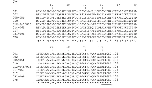 Fig. 2. CLUSTAL alignments of the translated ORF for slpA (a) and the translated partial ORF for secA homologue (b) fromdifferent ribotypes