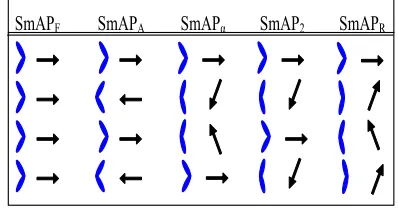 FIG. 3 (color online).Possible structures of orthogonal smec-The bent-core shapes are seen perpendicular to the smectic layernormal; while the in-layer polarization direction seen along thetic phases deduced from the minimization of potential GNNN.smectic layer normal.
