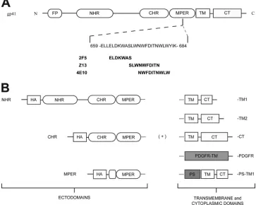 FIG 1 Schematic representation of MPER-expressing DNA constructs. (A) HIV-1 Env gp41 protein and its associated domains