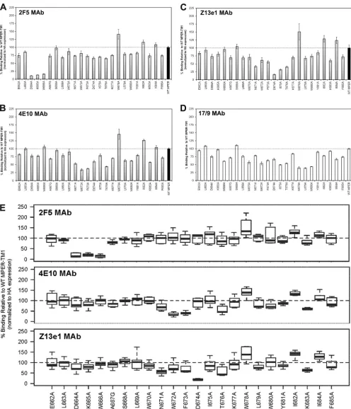 FIG 4 Proﬁles of reactivity of MAbs 2F5, 4E10, Z13e1, and 17/9 to cell lysates bearing WT or amino acid-substituted MPER-TM1 constructs