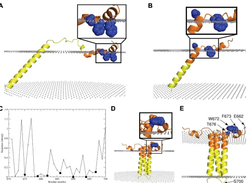 FIG 7 Molecular modeling of the MPER in the context of the PM reveals that the gp41 TM, but not the PDGFR TM, constrains the 4E10 epitope in an exposedposition