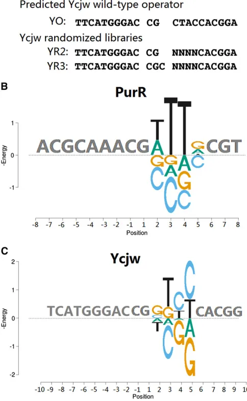 Figure 7 Analysis of PurR and YcjW. (A) Consensus sequences and ran-domized libraries with 2- and 3-bp spacers for PurR and YcjW