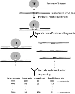 Figure 1 Overview of Spec-seq method. The protein ofinterest (TF) is mixed with a library of DNA sequences.Each sequence will be partially bound by the proteinand occur, to varying extents, in both the bound and un-bound fractions