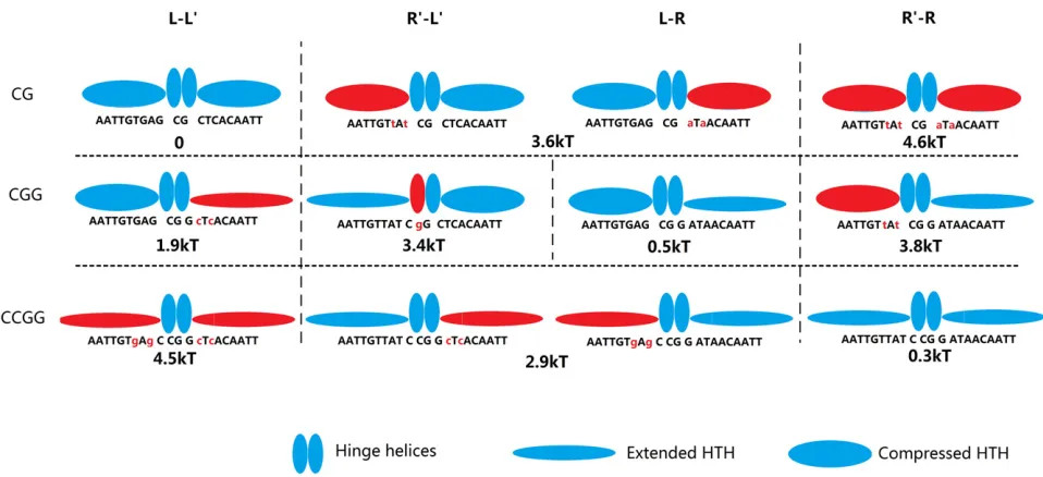 Figure 5 Schematic model for different energy and conformation states. Shown are 10 different arrangements of half-sites L (TGAG) and R (ATAA) witheach of the three different spacers