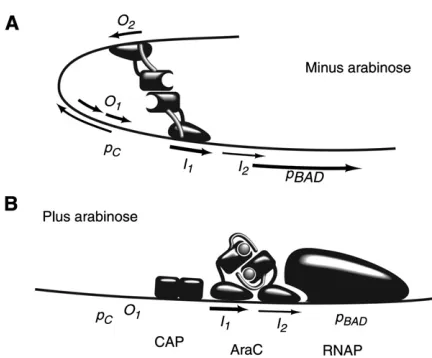 Figure 3 Present-day model for regulation of the ara operon. (A) In theabsence of arabinose, the AraC N-terminal dimerization domain is con-strained and favors binding of AraC to distant sites, forming a DNA loopbetween the araI1 and araO2 sites