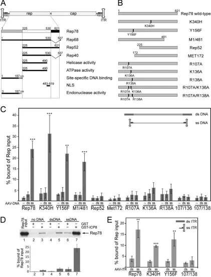FIG 1 Rep78 domains involved in AAV ssDNA-dependent interaction with HSV ICP8. (A) Individual domains of Rep78 are shown as rectangles