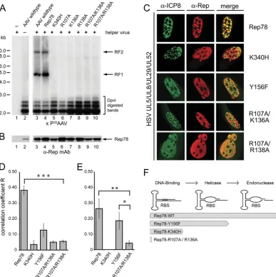 FIG 2 In vivothereof. HeLa cells were transfected with AAV-2 constructs expressing Rep78 or mutants thereof, as described in the text (data not shown for RepY156F)