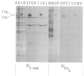FIG.2.IgG;precipitationpulse-labeledAdl-SV4Ocellsthroughformschase-labeled(fromthroughtationlabeledinfected,noprecipitates Autoradiogram of SDS-polyacrylamide gel electropherogram showing that Adl-SV4O IgG immu- both 74K (seen after 30-mmn pulse) and 77K (