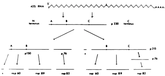 FIG. 8. Proposed scheme for the synthesis and processing of Sindbis virus NS polypeptides.