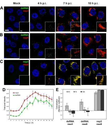FIG 1 Immunoﬂuorescence analysis of EAV-infected cells. EAV-infected Vero E6 cells were ﬁxed at various time points after infection and processed for IF