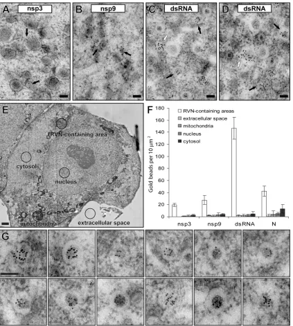 FIG 4 Immunogold labeling of EAV replicase and dsRNA in infected cells. EAV-infected Vero E6 cells (7 h p.i.) were high-pressure frozen and processed for FS�and IEM (see Materials and Methods)
