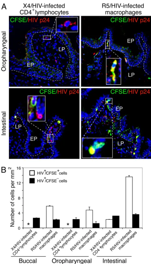 FIG 9 Penetration of cell-associated HIV-1 into fetal oral and intestinal mu-cosal epithelium in the presence of breast milk