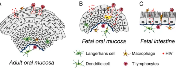 FIG 10 Model of HIV transmigration in adult (A) and infant/fetal oral (B) and infant/fetal intestinal (C) epithelial cells