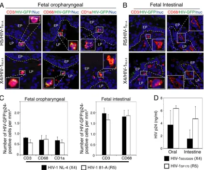 FIG 6 Detection of HIV-infected immune cells in fetal oral and intestinal epithelium. (A) For detection of HIV-infected immune cells, fetal oropharyngeal