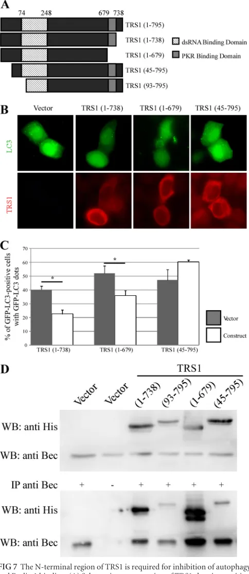 FIG 7 The N-terminal region of TRS1 is required for inhibition of autophagyand Beclin 1 binding