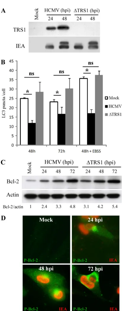 FIG 9 TRS1 is required for inhibition of autophagy in ﬁbroblasts. (A) Expres-sion of TRS1 and IEA in MRC5 cells infected with HCMV wild-type and�TRS1 mutant virus