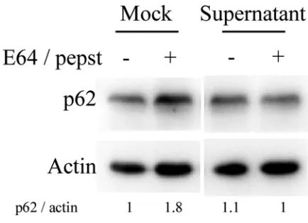 Figure 2A should appear as shown below. This panel has a space between the blots