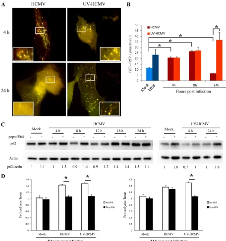 FIG 3 Inhibition of autophagic ﬂux requires expression of viral genes. (A) Representative images of MRC5 cells transfected with mRFP-GFP-LC3 plasmid and    