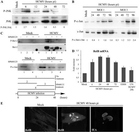 FIG 5 Activation of the JNK pathway during HCMV infection. (A) HCMV activates JNK phosphorylation