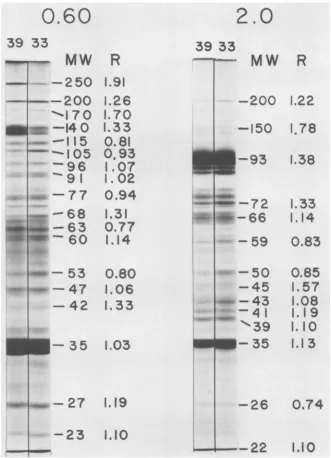 FIG. 5.knownandcorrespondingdescribed PAGE electropherograms of ts339(RSV)NRK DNA-binding proteins obtained in the experiment in Table 2