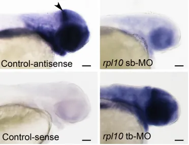 Figure   S1         Expression   patterns   of   rpl10   in   control   and   morphant   embryos