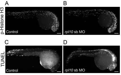 Figure   S3         rpl10   morphants   display   normal   cell   proliferation   and   increased   generalized   apoptosis   at   1   day   post   fertilization