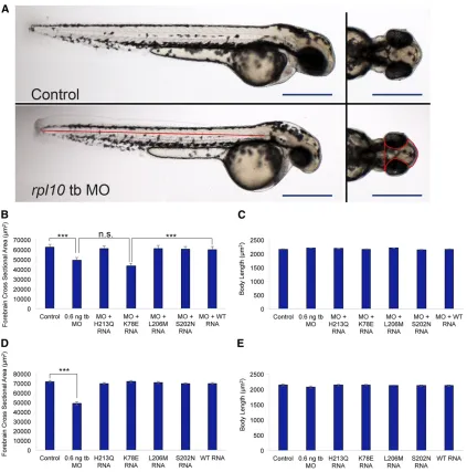 Figure 2 Suppression ofrepeated with similar results. Error bars indicate standard error of the mean (SEM).postfertilization (dpf), using embryos injected with 0.6 ng tb-MO and/or 50 pg mRNA;forshowing a reduced head size in morphants
