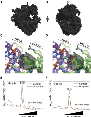 Figure 3 rpl10 morphants display reduced bulk trans-lation, especially in larval heads, as indicated by poly-ribosome structure