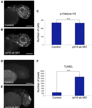 Figure 4 rpl10 morphants display normal cell prolifer-ation and increased apoptosis in the brain