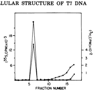 FIG. 8.gradientBrij-58andbeledtionTCGbranetwotreatedThebols: Sedimentation ofBrij treated DNA-mem- complex in sucrose gradients