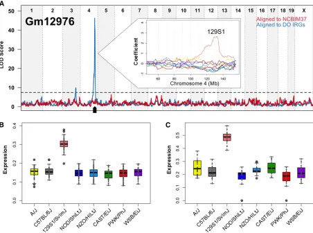 Figure 5 Liver expression patterns observed in the DO founder strains suggest that novel local eQTL are real