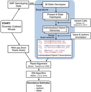 Figure 1 Flowchart showing the RNA-seq analysis pipe-merged, and then individualized diploid isoform sequences(individualized transcriptome) are constructed and indexed.Sample RNA-seq data are aligned with Bowtie to the in-dividualized transcriptome, and a