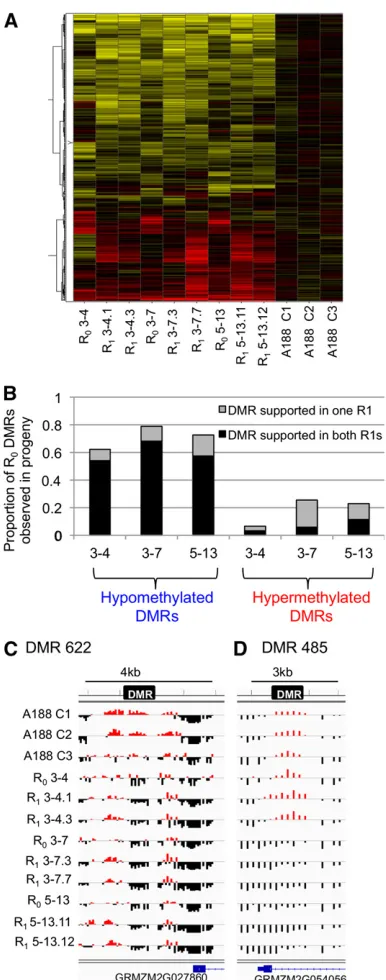 Figure 2 The majority of hypomethylation observed in Rboth of the Ritable to Rself-pollination for each of these three plants
