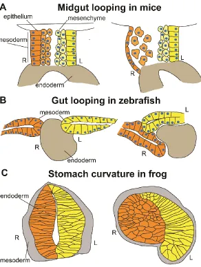 Figure 1- 3) LR asymmetric organogenesis in the midgut and stomach 