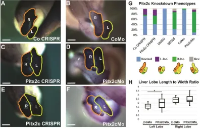 Figure 2- 4) Left-sided Pitx2c is required for LR liver asymmetry 