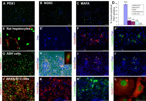 Figure 2.  Insulin-positive cells generated from different cell types.  A,B,C Expression of PDX1, NGN3, MAFA in ASH cells.The proteins are shown in green, DAPI in blue.D