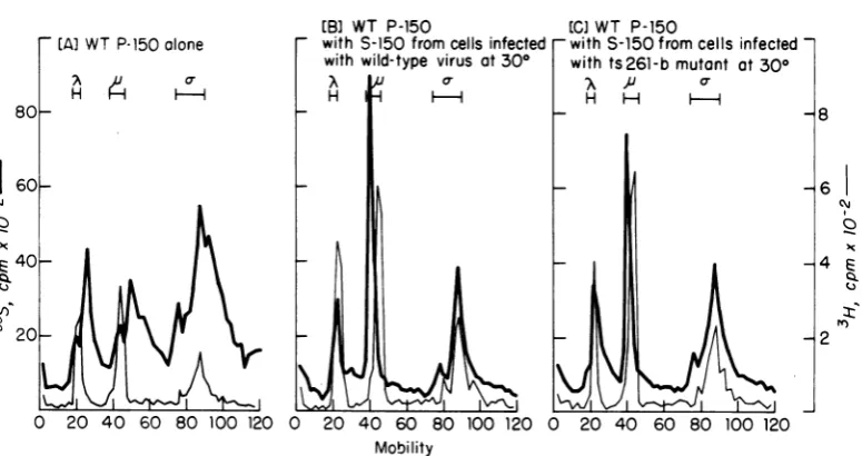 FIG.Mobilityproteinforforconcentrationandcontrolts261-bmixturedenotes 4. Viral polypeptides synthesized in vitro by wild-type P-150 (309C) and effect ofS-150 (309C) on this synthesis