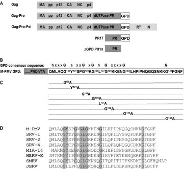 FIG 1 Schematic diagram of the M-PMV GPD domain. (A) Schematic organization of M-PMV polyprotein precursors showing the location of theG-patch domain (GPD)